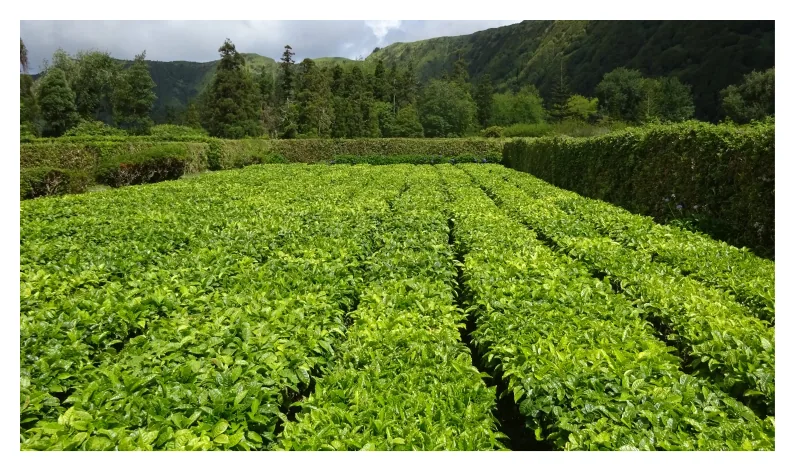 White Tea Plantation, near Quinta do Sol Poente (Feteiras, São Miguel)