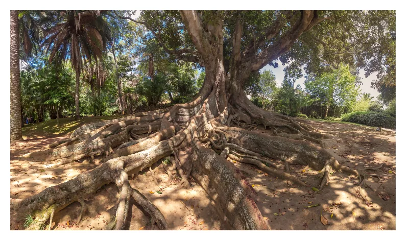 José do Canto Botanical Garden, near Quinta do Sol Poente (Feteiras, São Miguel)