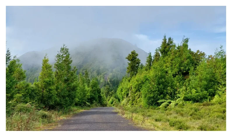 Laurel Forest, near Quinta do Sol Poente (Feteiras, São Miguel)